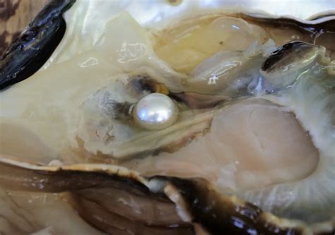 The fish that's also a pearl .